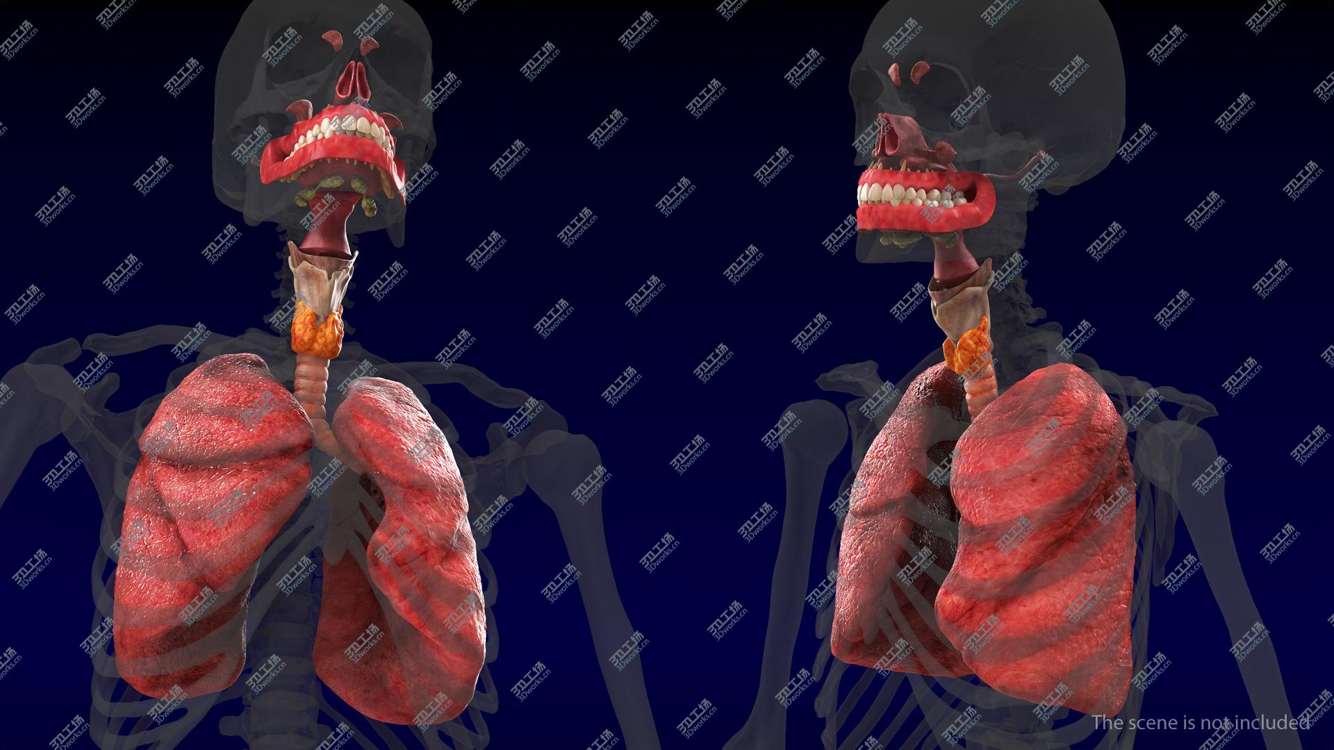 images/goods_img/202105071/3D Human Full Respiratory System/5.jpg